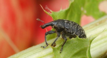 Opatření k potírání škůdce nosatce malinového a metody prevence